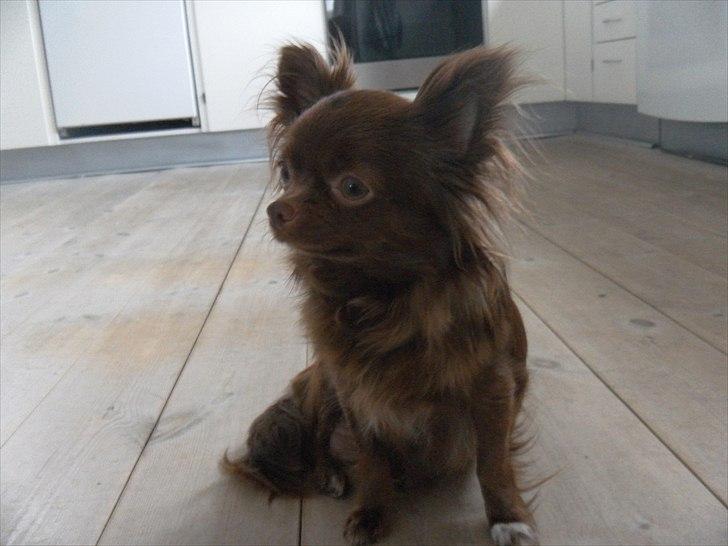 Chihuahua Chess billede 1