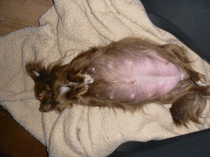 Chihuahua Chess billede 2