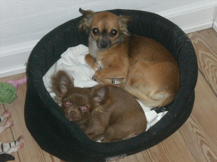 Chihuahua Chess billede 14