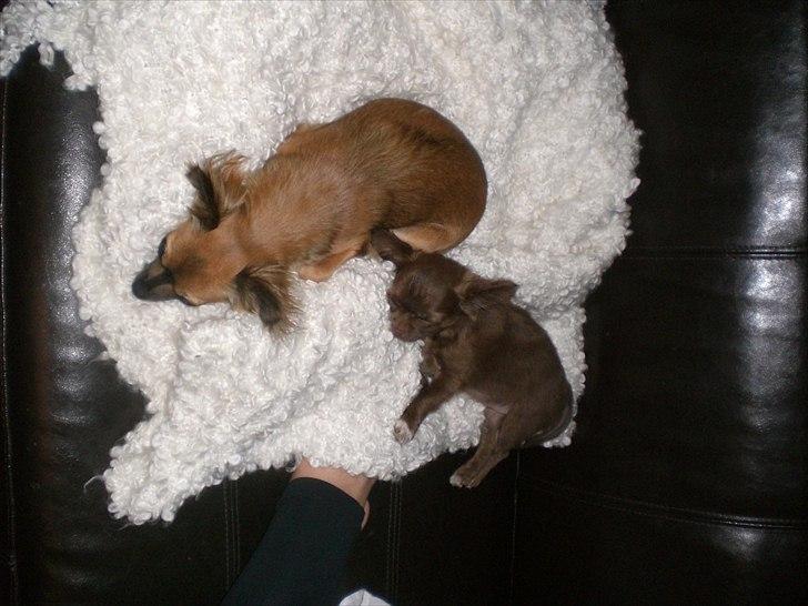 Chihuahua Chess billede 19