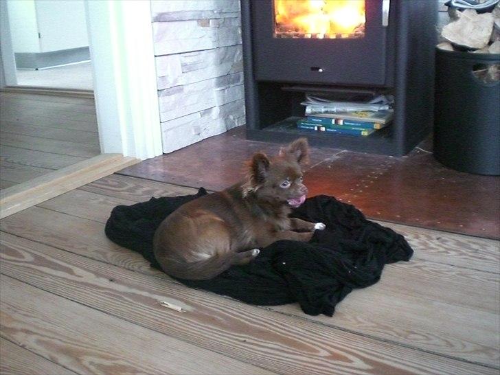 Chihuahua Chess billede 9