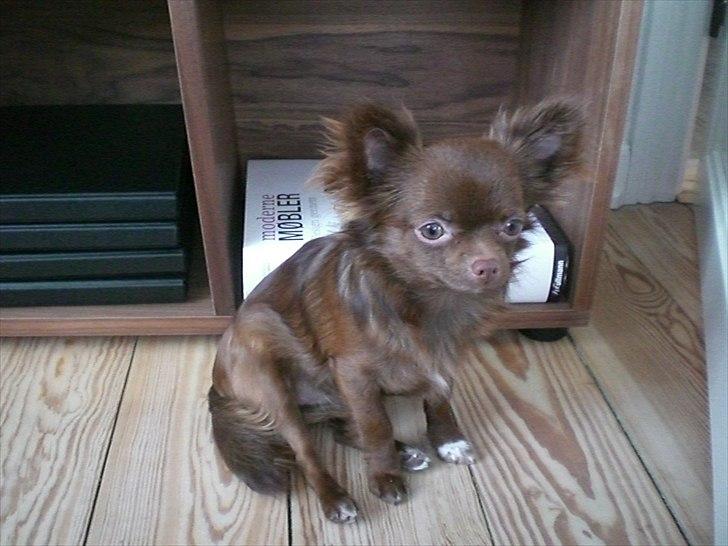 Chihuahua Chess billede 3