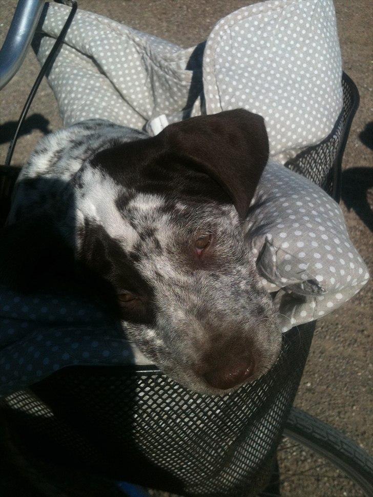 Blanding af racer Sonja  billede 8