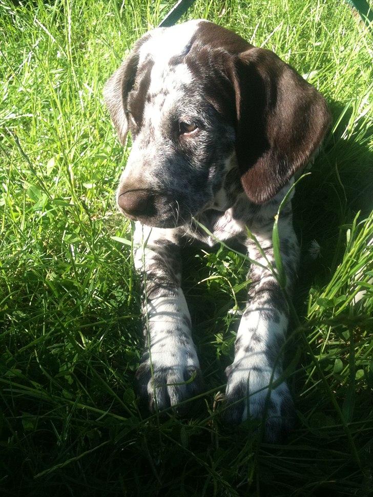 Blanding af racer Sonja  billede 1