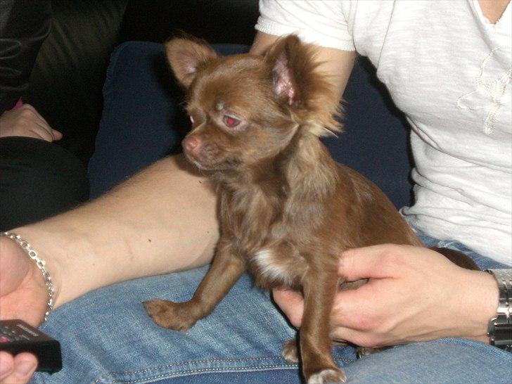 Chihuahua Chess billede 12