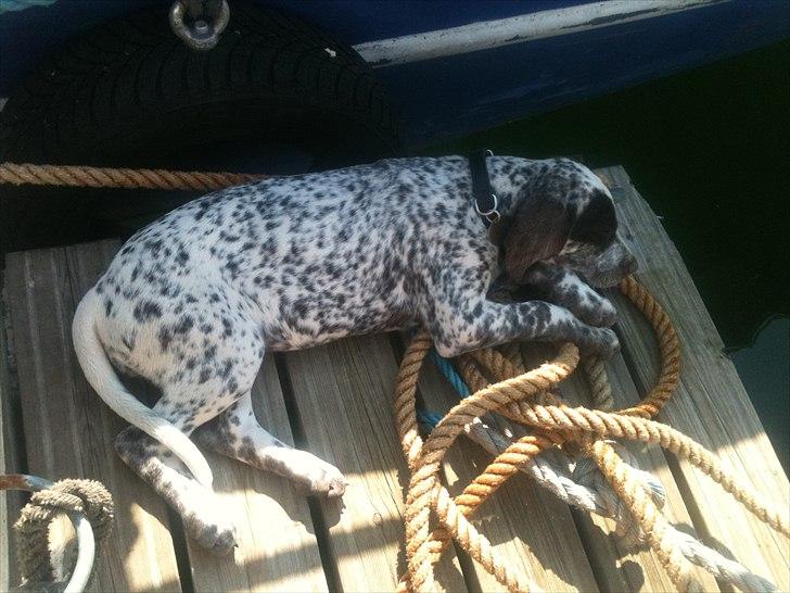 Blanding af racer Sonja  billede 10