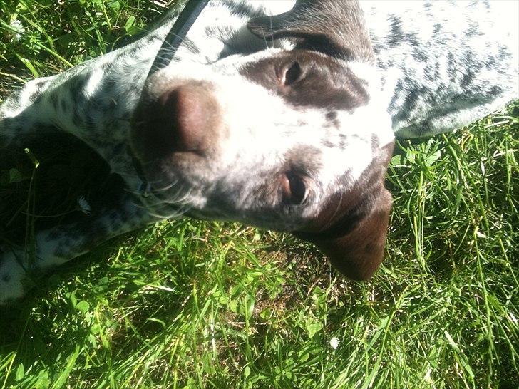 Blanding af racer Sonja  billede 11