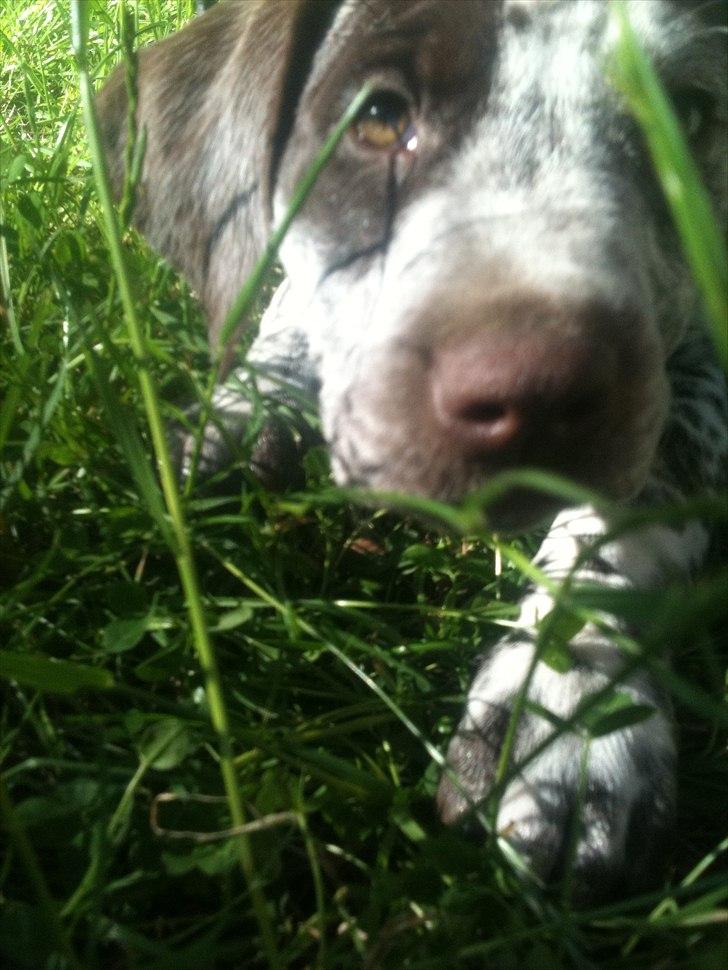 Blanding af racer Sonja  billede 12