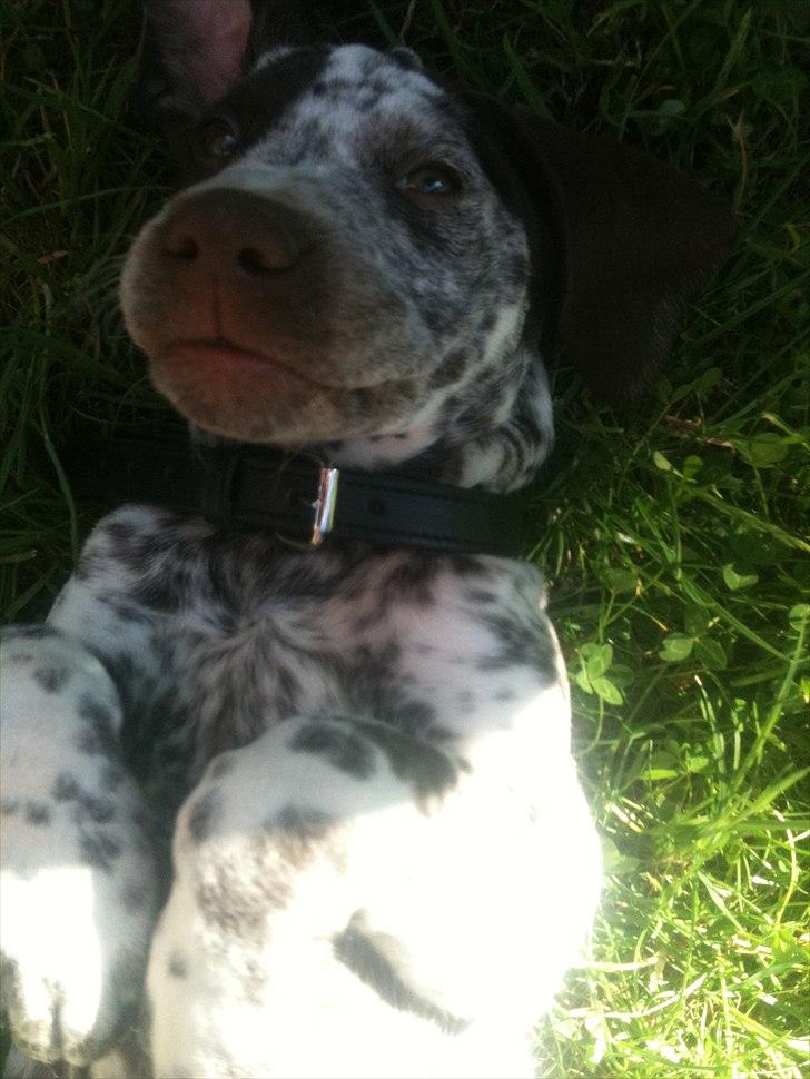 Blanding af racer Sonja  billede 13