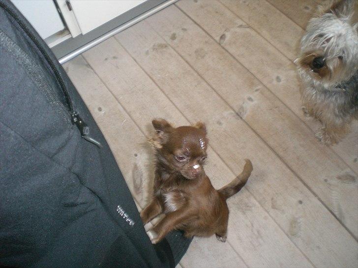 Chihuahua Chess billede 18