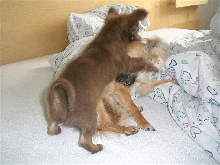 Chihuahua Chess billede 15