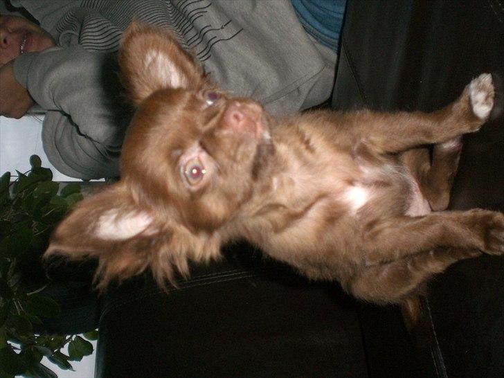 Chihuahua Chess billede 11