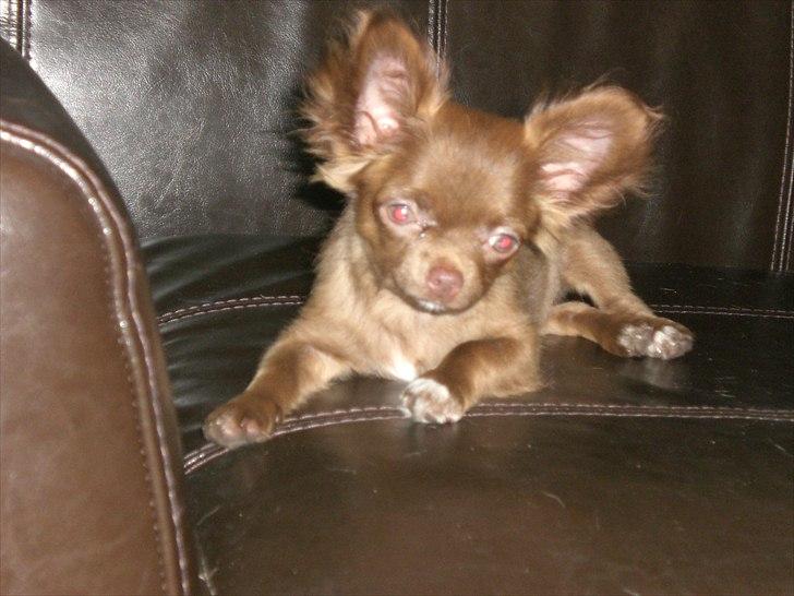 Chihuahua Chess billede 13