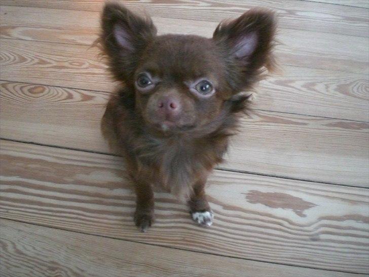 Chihuahua Chess billede 4