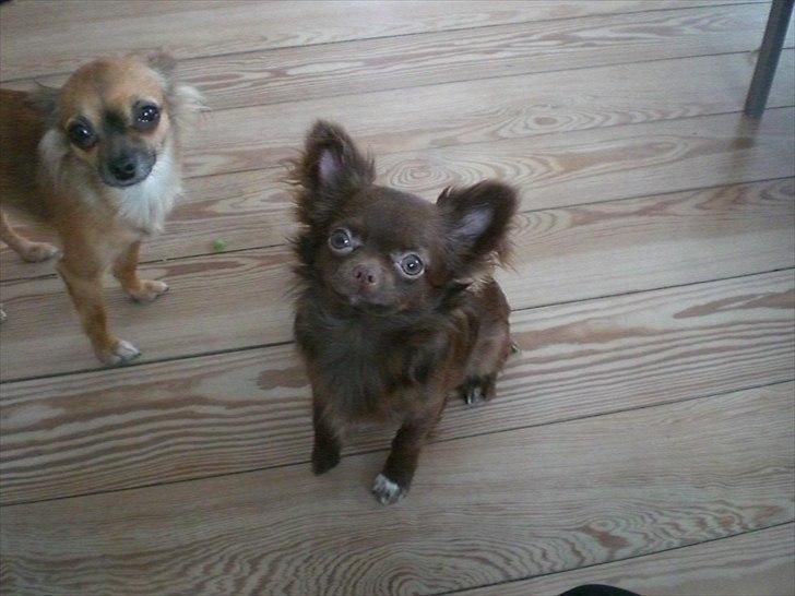 Chihuahua Chess billede 5