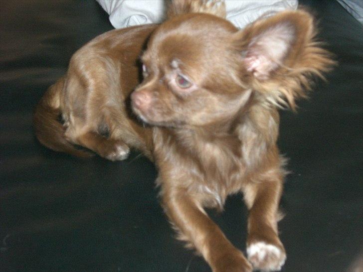 Chihuahua Chess billede 10