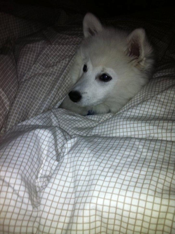 Japansk spids Balou - DK04506/2011 - Så er det putte tid! :-)  billede 13