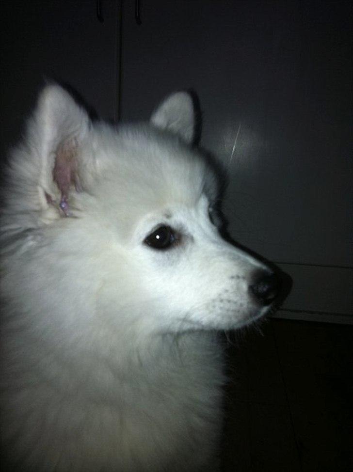 Japansk spids Balou - DK04506/2011 - Stolte hund! billede 14