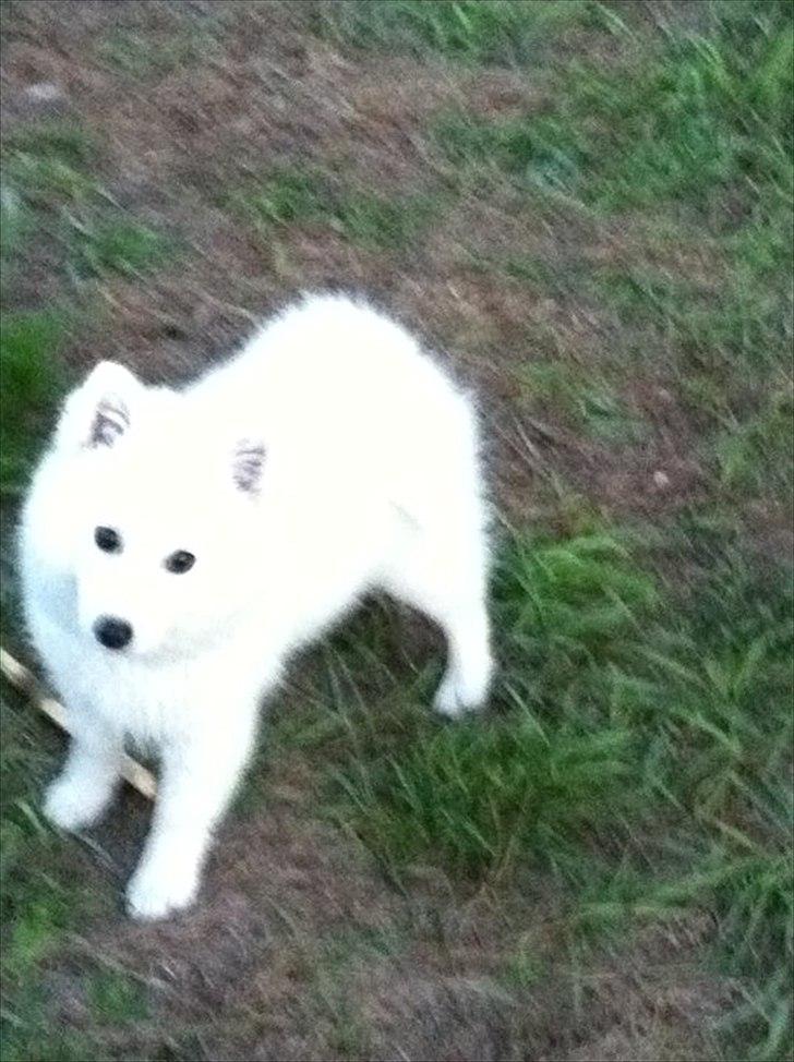 Japansk spids Balou - DK04506/2011 billede 15