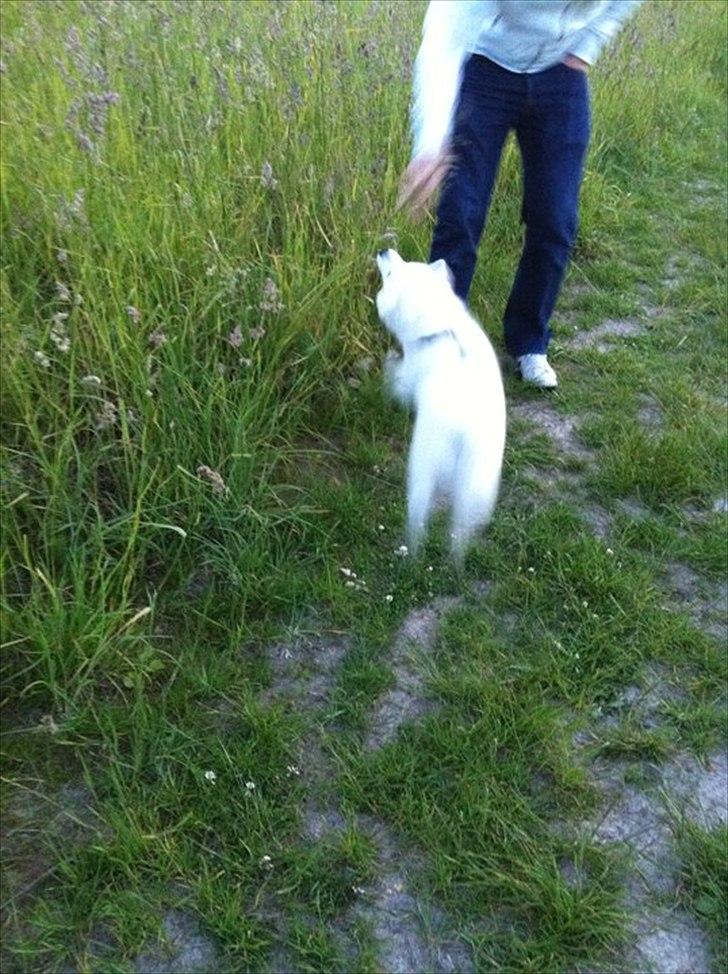 Japansk spids Balou - DK04506/2011 - De der blomster der gynger er utrolig sjove at hoppe efter !!!  billede 16