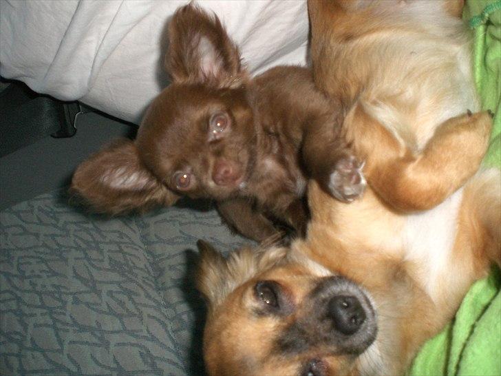 Chihuahua Chess billede 16