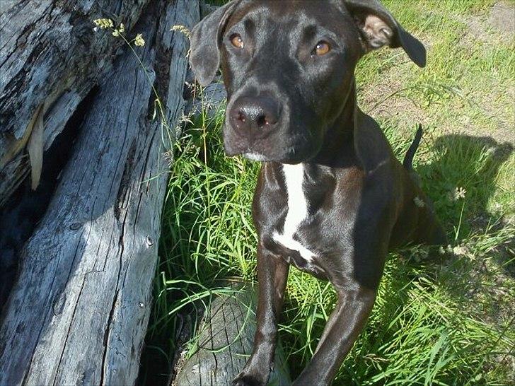 Blanding af racer Holse billede 6