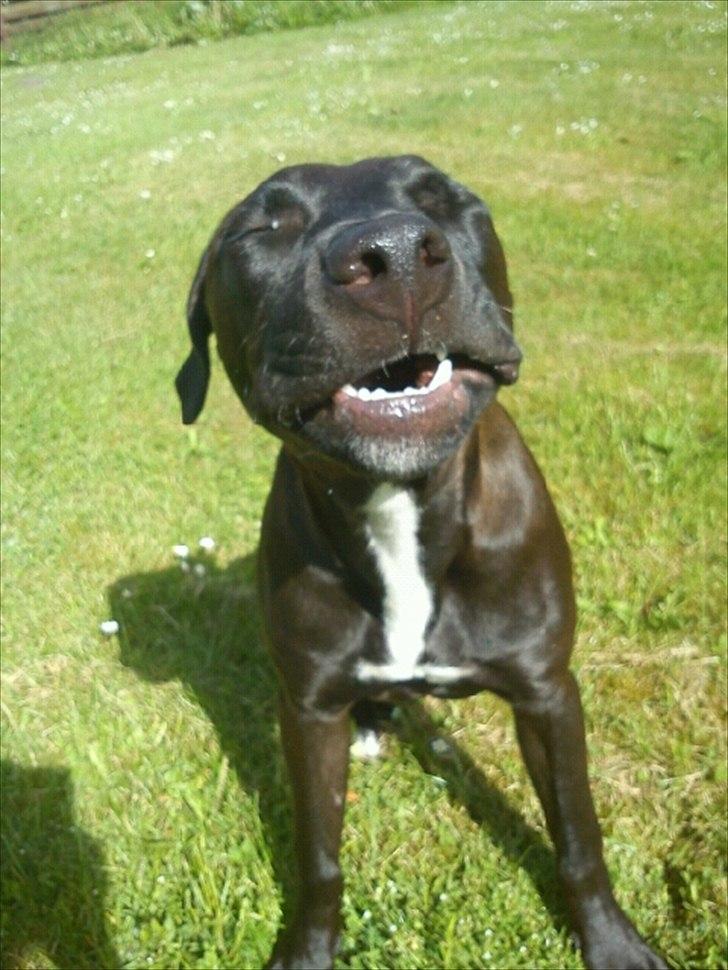 Blanding af racer Holse billede 7