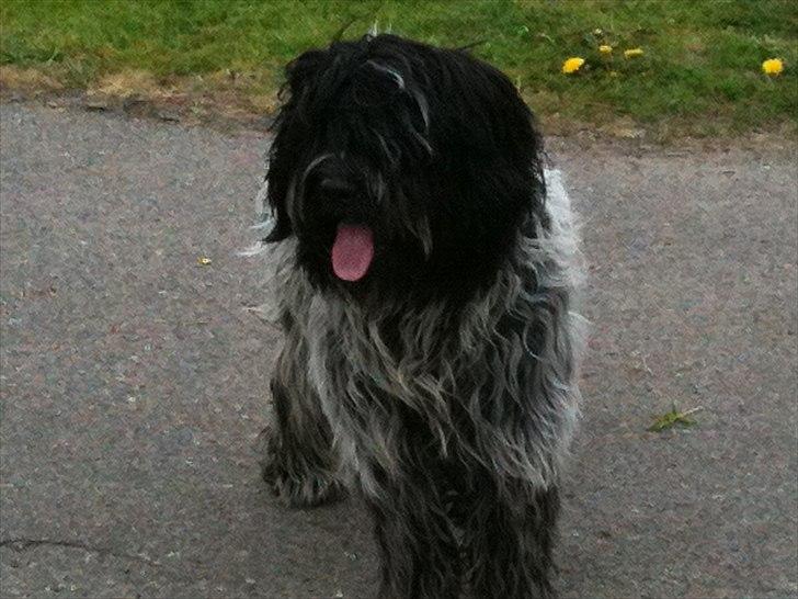 Schapendoes Schaploni Bantam Blue (Karlo) - Velkommen til Karlos profil! billede 1