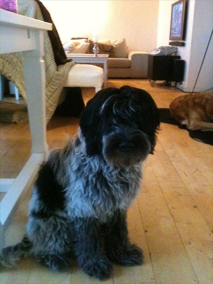 Schapendoes Schaploni Bantam Blue (Karlo) - Den allerførste dag han var hos os... En lille prins billede 2