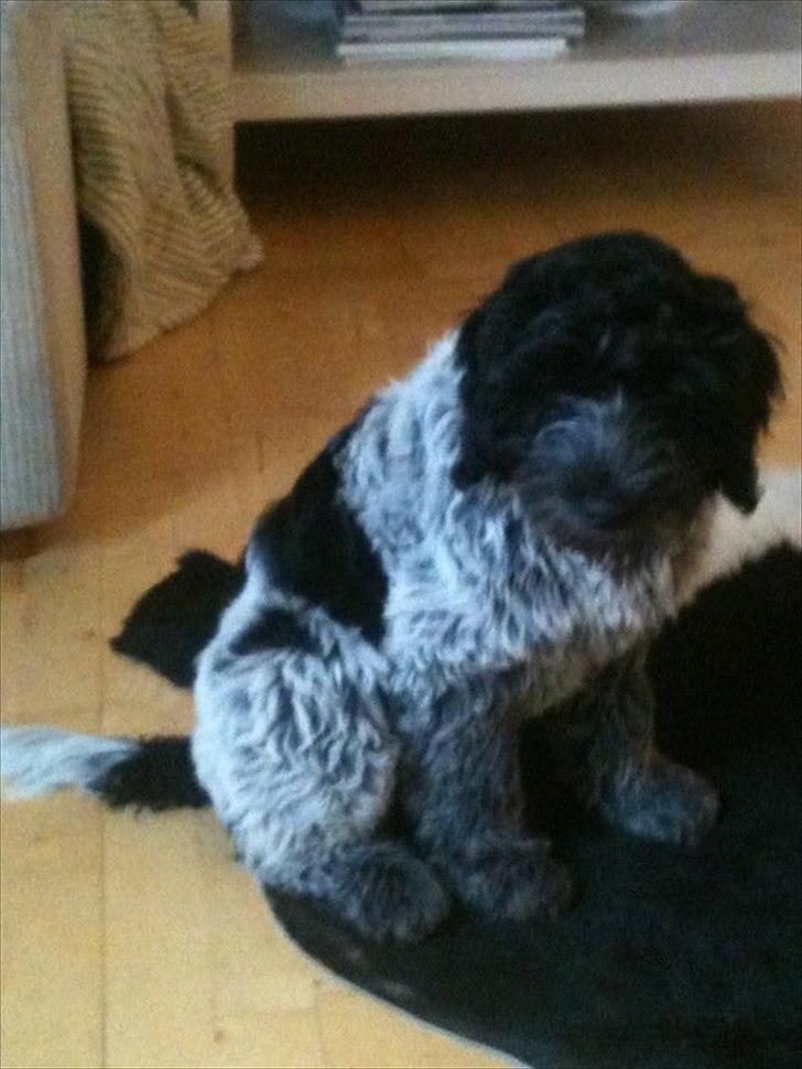 Schapendoes Schaploni Bantam Blue (Karlo) - Første dag hos os.... Nuttet billede 3