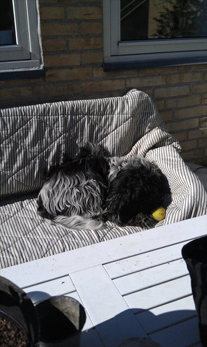 Schapendoes Schaploni Bantam Blue (Karlo) - Baby ligger og nyder solen billede 4