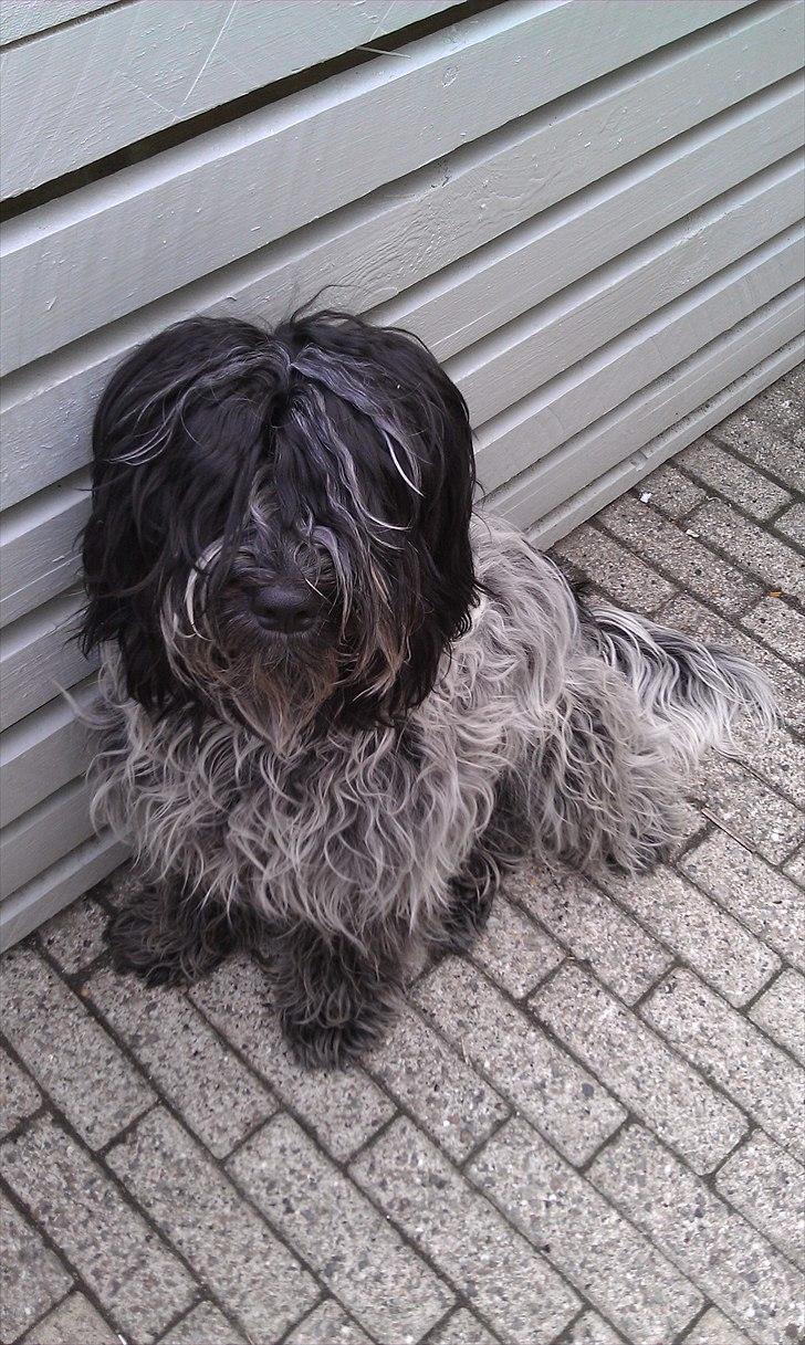 Schapendoes Schaploni Bantam Blue (Karlo) - Min dejlige bassemand billede 6