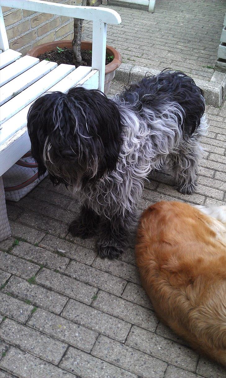 Schapendoes Schaploni Bantam Blue (Karlo) - Baby billede 7