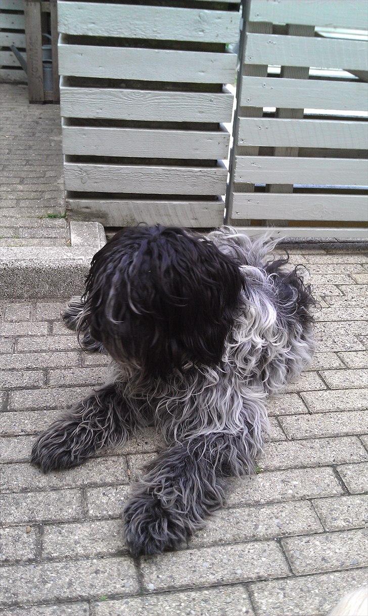 Schapendoes Schaploni Bantam Blue (Karlo) - "Hey, jeg er sgu da meget sød?" billede 8