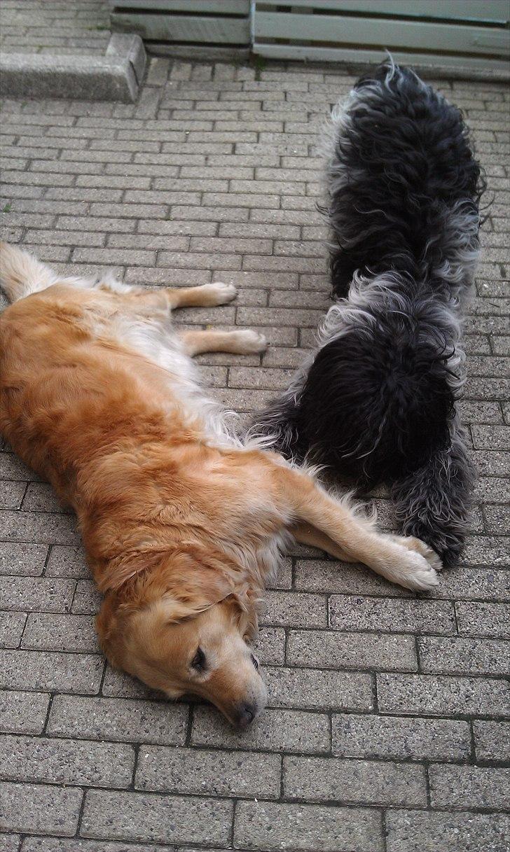 Schapendoes Schaploni Bantam Blue (Karlo) - "Leg nu med mig Chilli!" billede 9