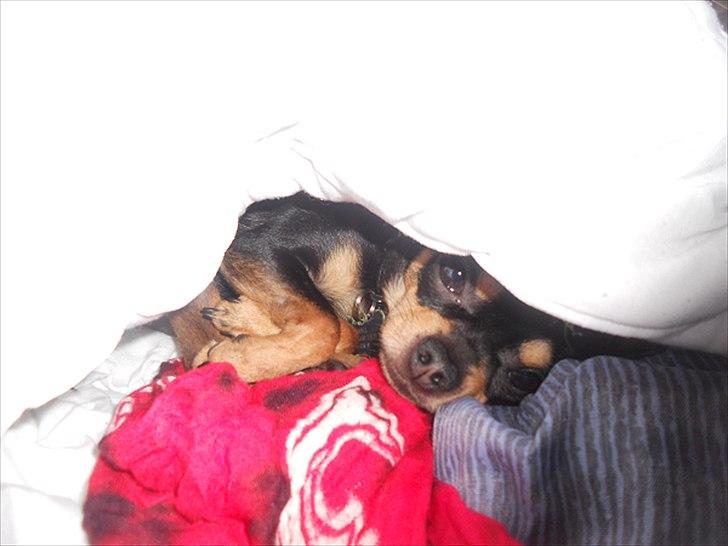 Chihuahua | Tyson - "Jeg forsøger altså at sove her!" billede 4