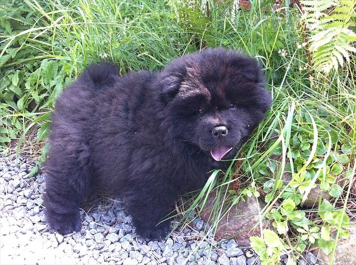 Chow chow Hermann billede 7
