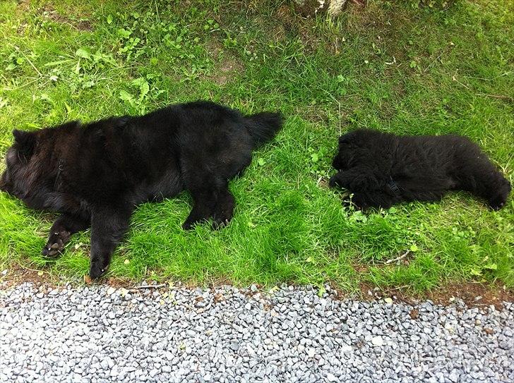 Chow chow Hermann billede 8