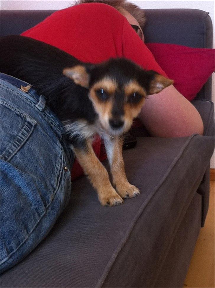 Blanding af racer mille billede 2