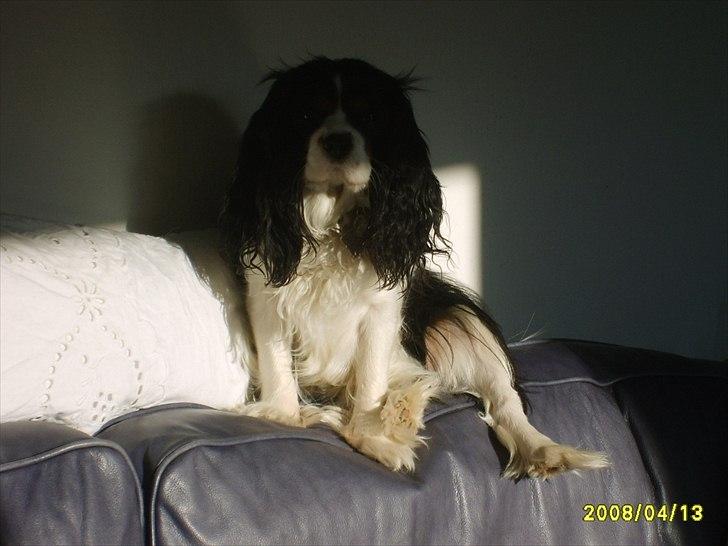 Cavalier king charles spaniel Vicky (R.I.P) billede 1