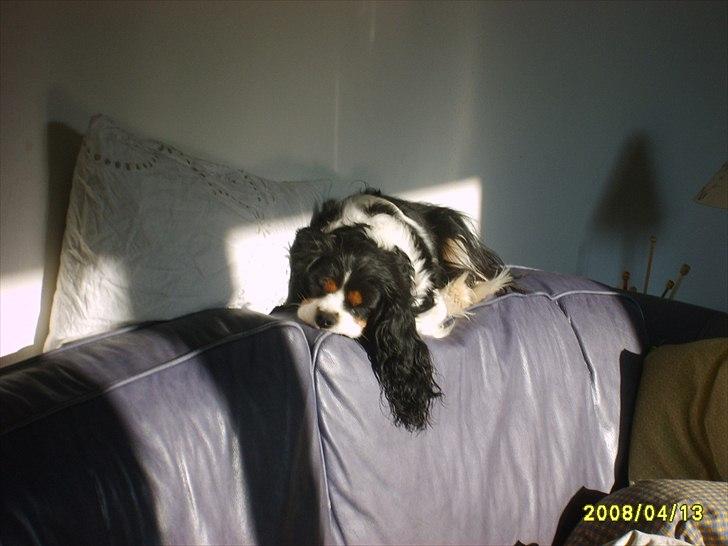 Cavalier king charles spaniel Vicky (R.I.P) billede 2