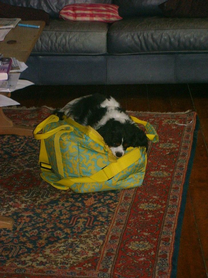 Cavalier king charles spaniel Vicky (R.I.P) billede 3
