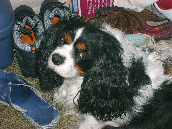 Cavalier king charles spaniel Vicky (R.I.P) billede 4
