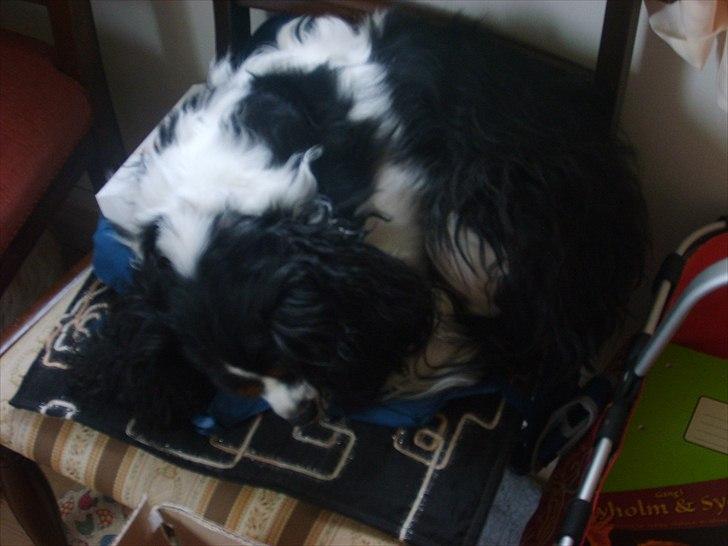 Cavalier king charles spaniel Vicky (R.I.P) billede 5