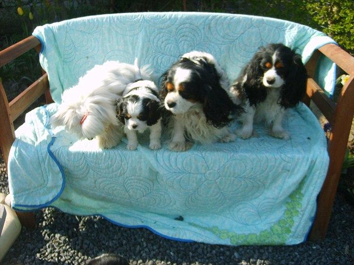 Cavalier king charles spaniel Vicky (R.I.P) billede 6