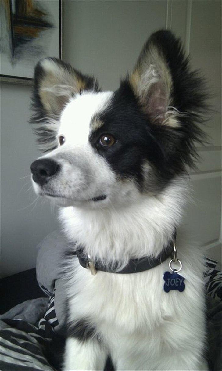 Islandsk fårehund Joey billede 16