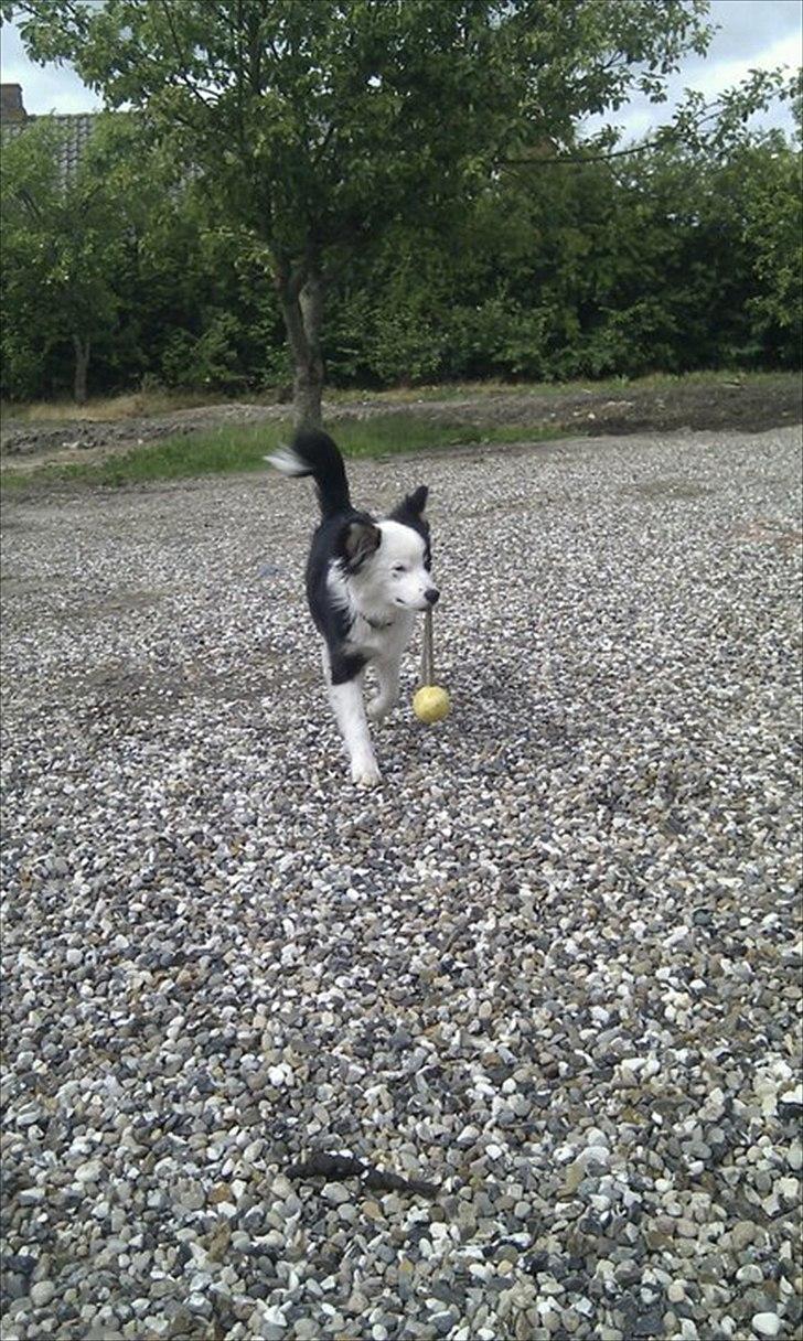 Islandsk fårehund Joey billede 17