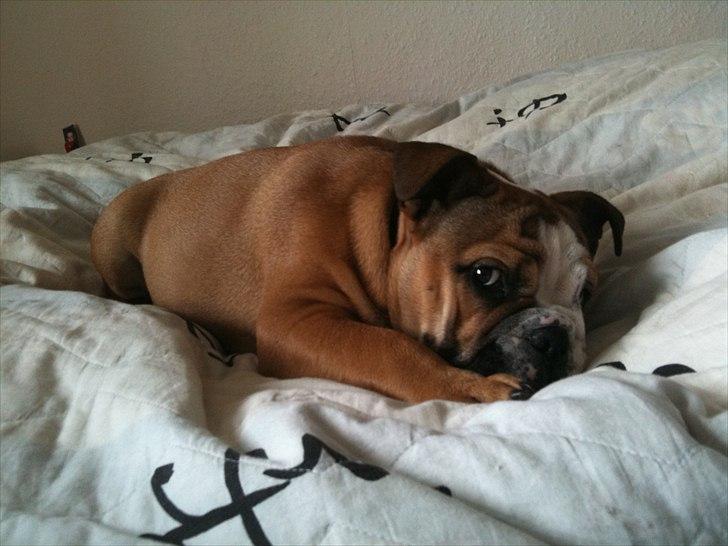 Engelsk bulldog Bella - bella 5 måneder  billede 6