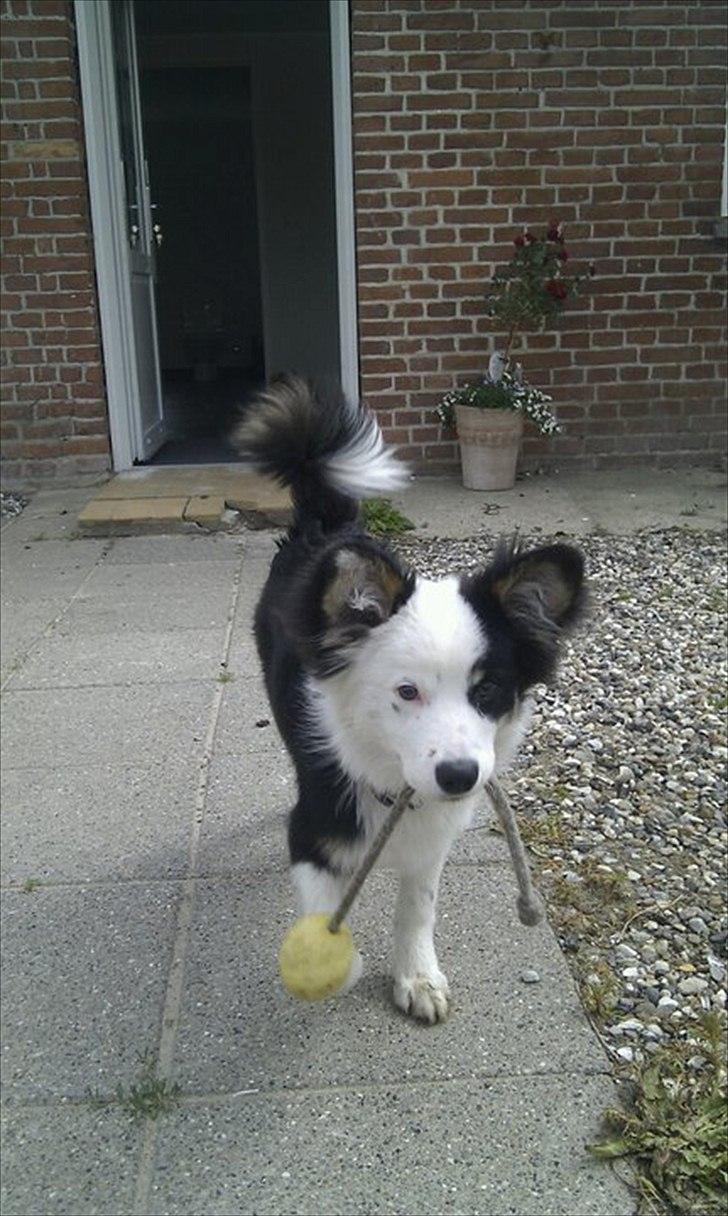 Islandsk fårehund Joey billede 18