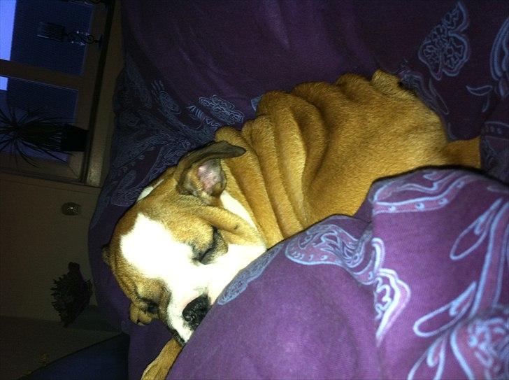 Engelsk bulldog Bella billede 7